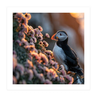 Puffin Bird On Rocks Near Pink Flowers At Sunset (Print Only)
