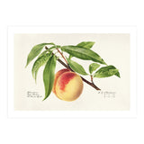 Royal Charles Steadman – Peach Twig (Prunus persica) (1918) (Print Only) thumbnail