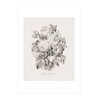 Currier & Ives – Rose of May (1870) (Print Only)
