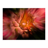 Backyard Flowers No 40 Color Flow Version (Print Only) thumbnail