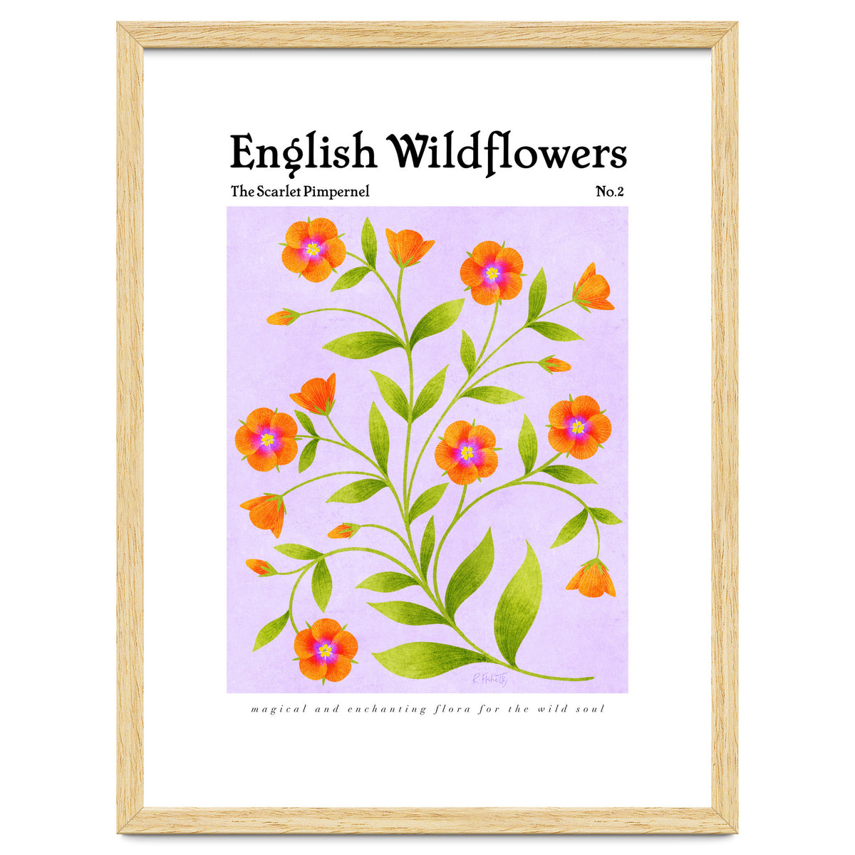English Wildflowers | Scarlet Pimpernel