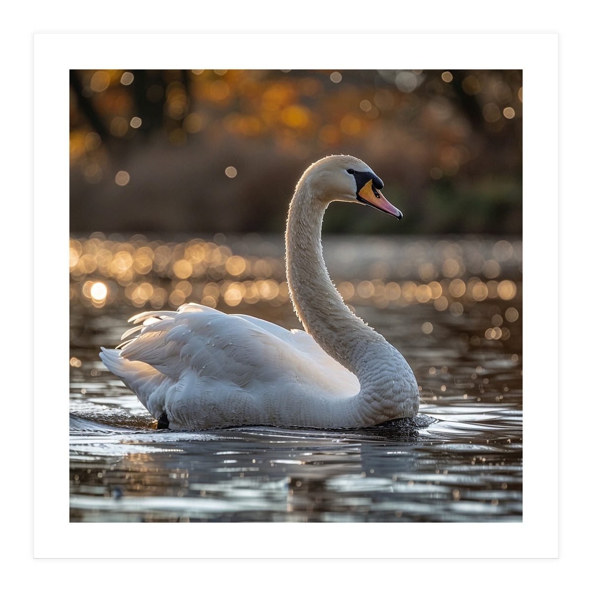 Graceful Swan Gliding On Reflective Water Surface (Print Only)