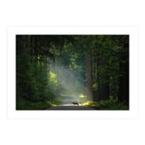 Wolf in the Netherlands (Print Only) thumbnail