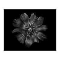 Backyard Flowers In Black And White 22 (Print Only)