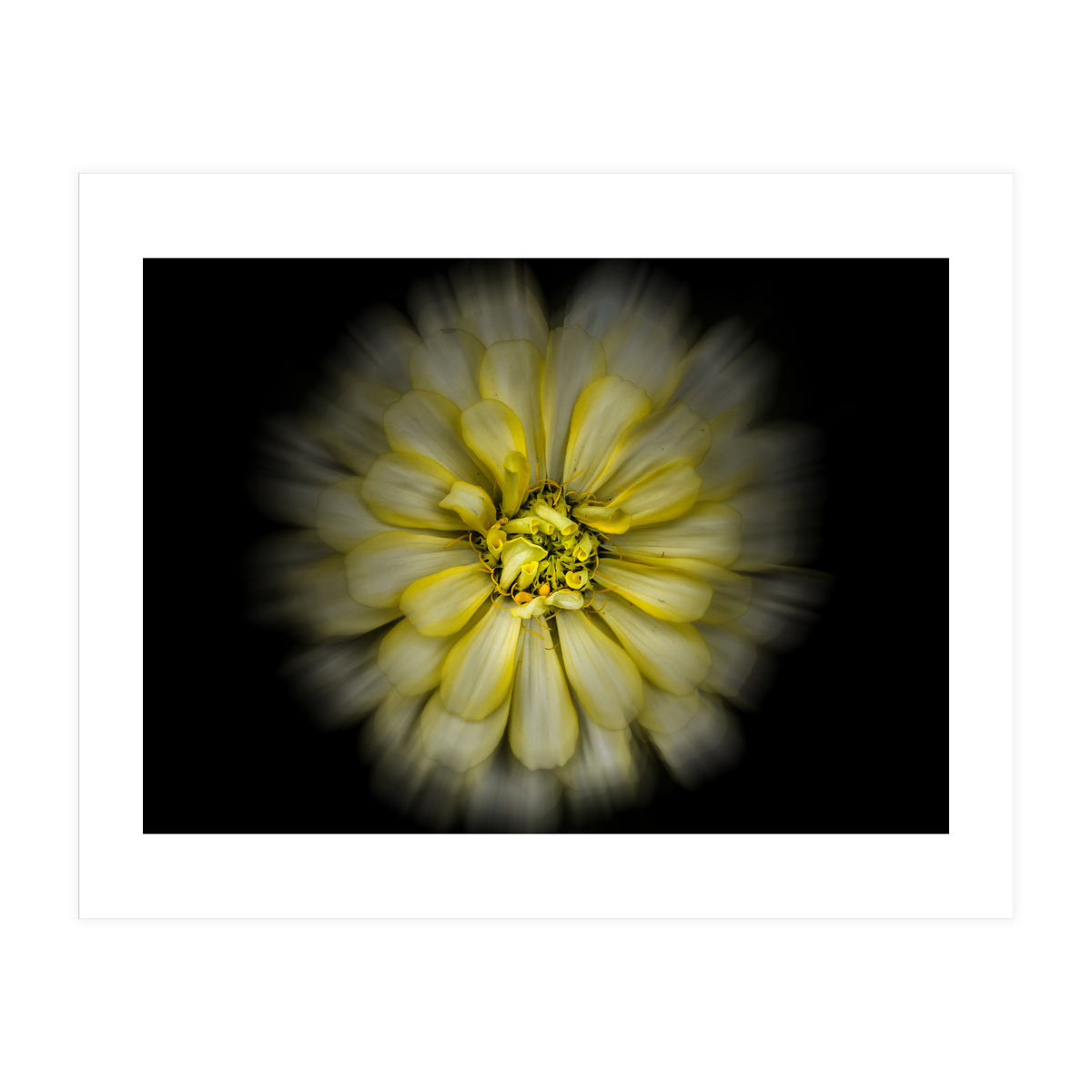 Backyard Flowers No 86 Color Flow Version (Print Only)