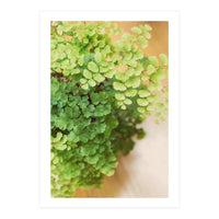 Maidenhair Queen (Print Only)