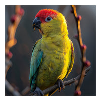 Close Up Of A Colorful Jenday Conure  (Print Only)