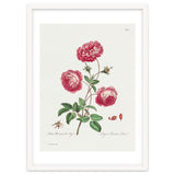 John Edwards – Larger Provence Rose (1770–1775) thumbnail