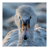 Close Up Of A Swan In Frost Winter Bird Close Up (Print Only) thumbnail