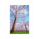 Spring in optima forma (Print Only) thumbnail