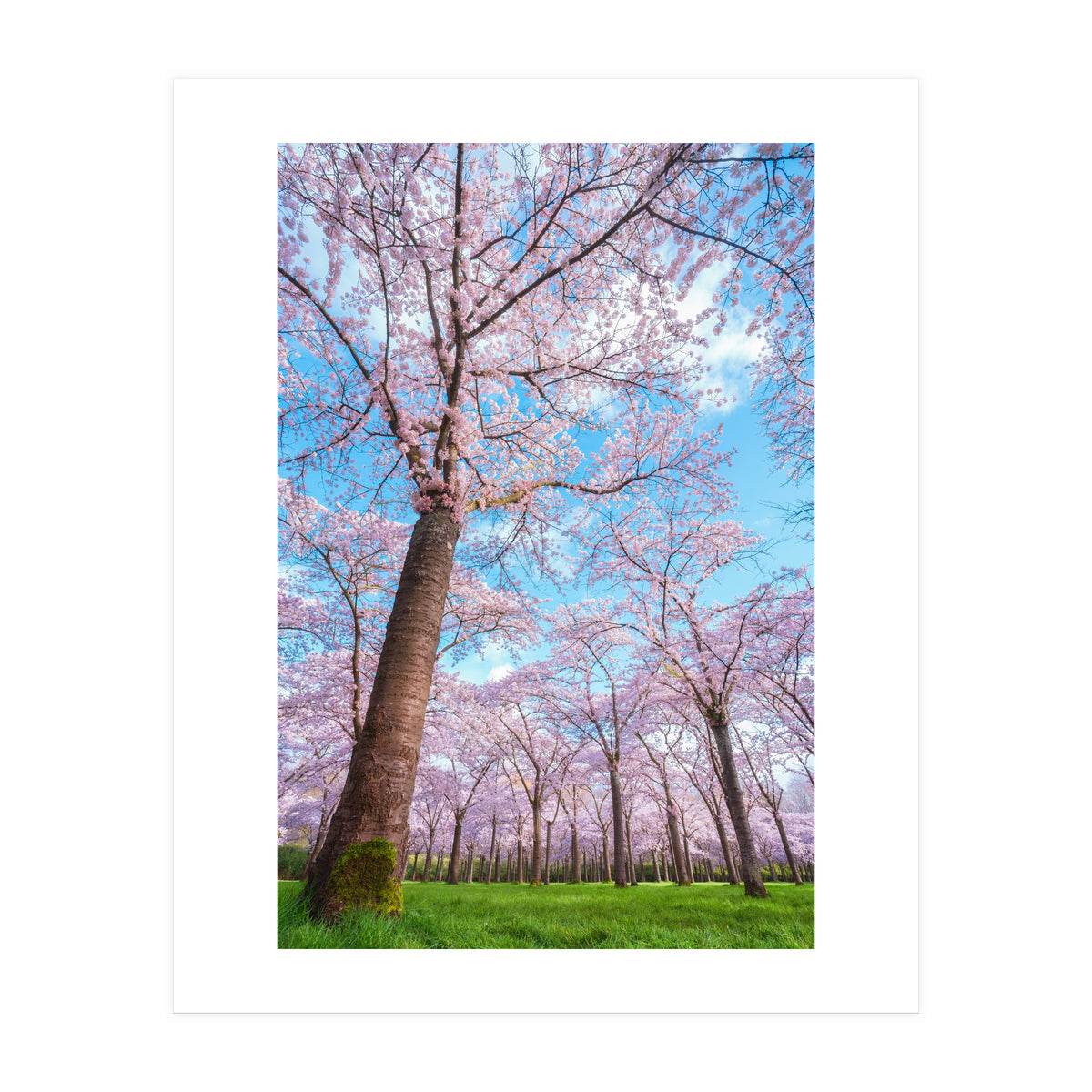 Spring in optima forma (Print Only)