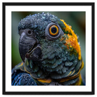 Close Up Of A Wet Macaw Parrot Head