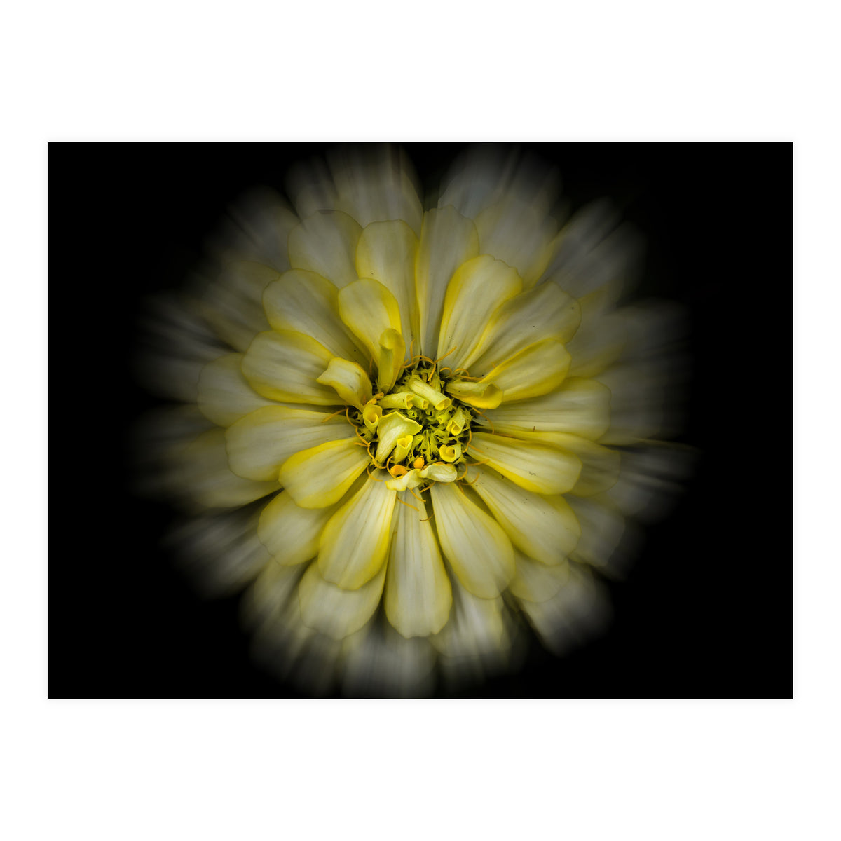 Backyard Flowers No 86 Color Flow Version (Print Only)