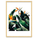 Paradise Bird, Nature Botanical Plant Floral, Tropical Garden Watercolor Painting thumbnail