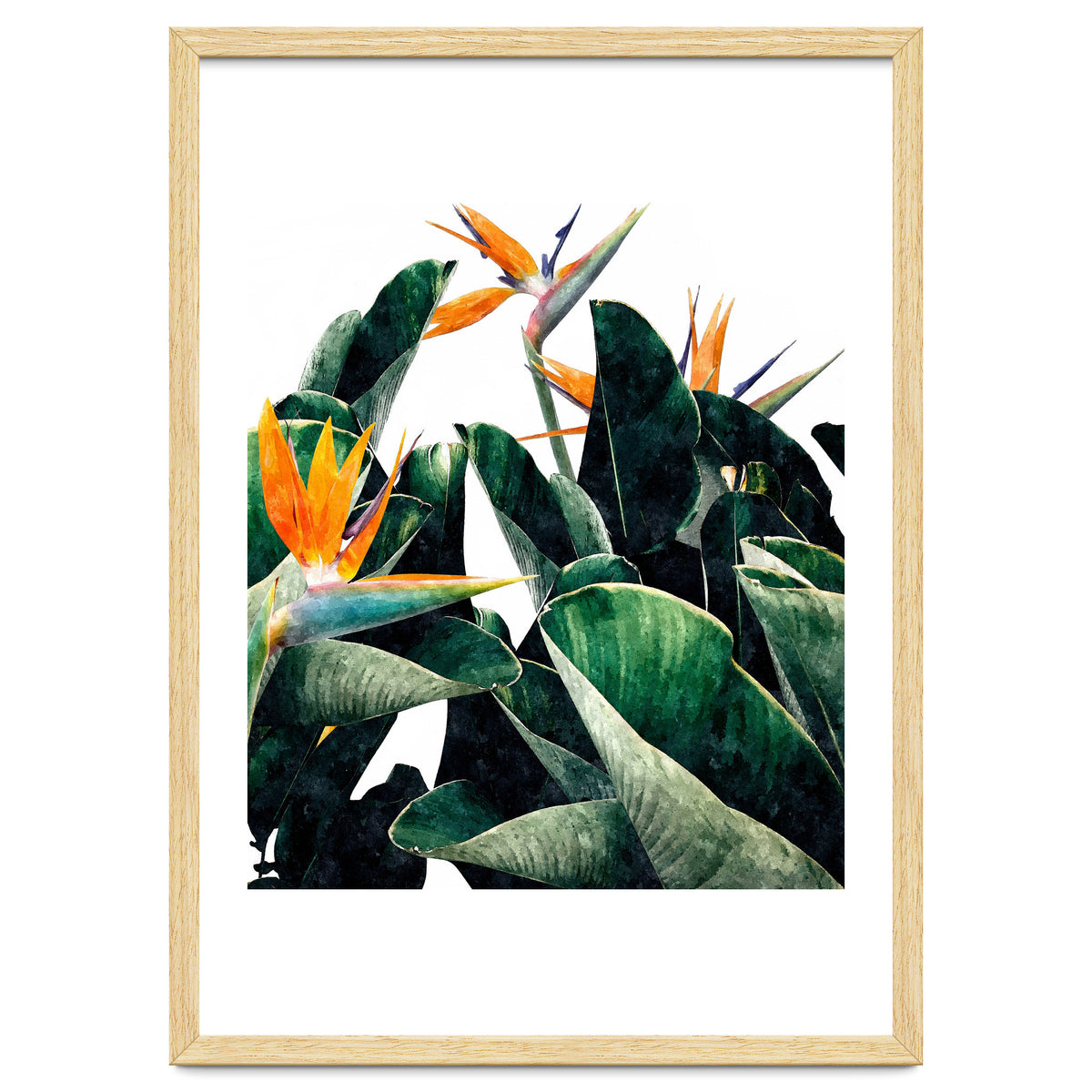 Paradise Bird, Nature Botanical Plant Floral, Tropical Garden Watercolor Painting