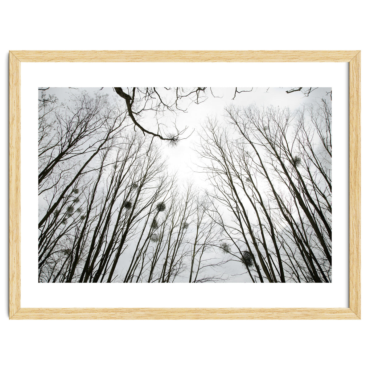 Bare trees in the winter sky