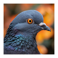 Close Up Of A Pigeon's Head And Neck (Print Only)
