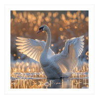 Swan Spreading Wings In Water Sunlight (Print Only)