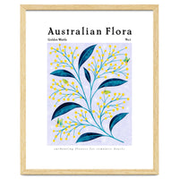 Australian Flora: Golden Wattle