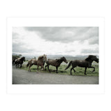Running horses - Iceland (Print Only) thumbnail