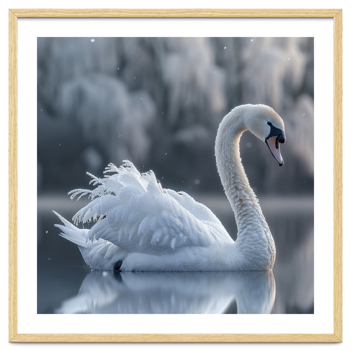 Majestic White Swan Gracefully Floating On Water