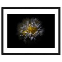 Backyard Flowers No 25 Color Flow Version