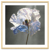 Shirley Poppy | Morning Silk thumbnail