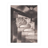Evolving | Sepia (Print Only) thumbnail