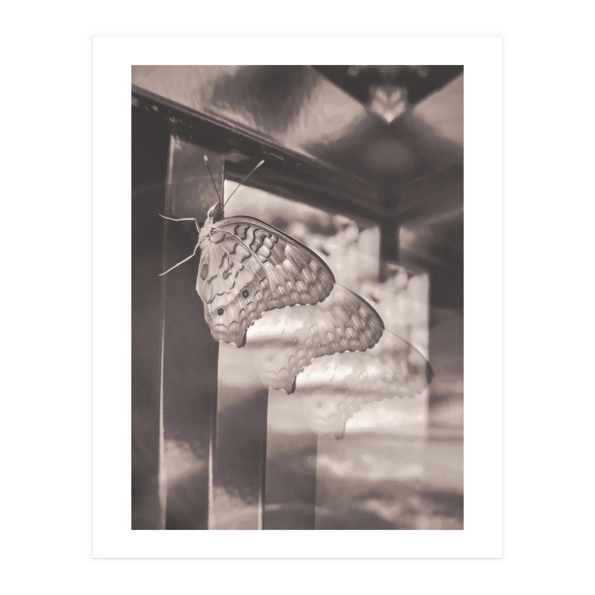 Evolving | Sepia (Print Only)