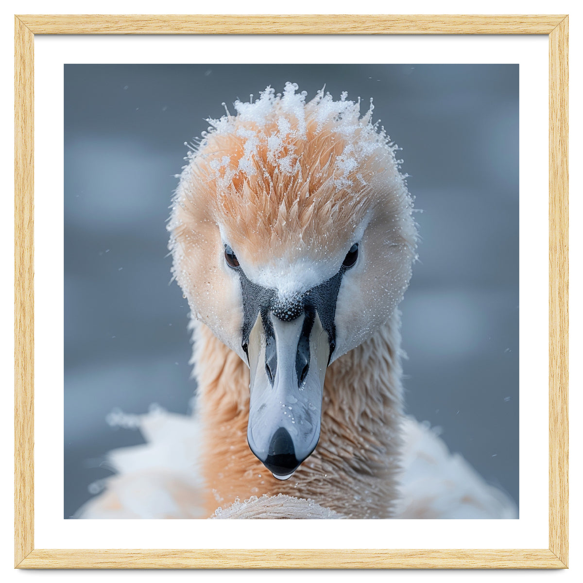 Majestic Swan Covered In Frost And Snow