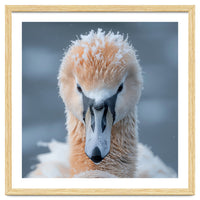 Majestic Swan Covered In Frost And Snow