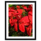 Red Quisqualls Plant Flowers thumbnail