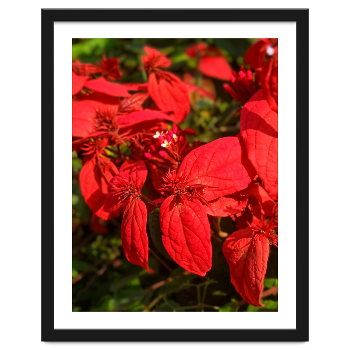 Red Quisqualls Plant Flowers