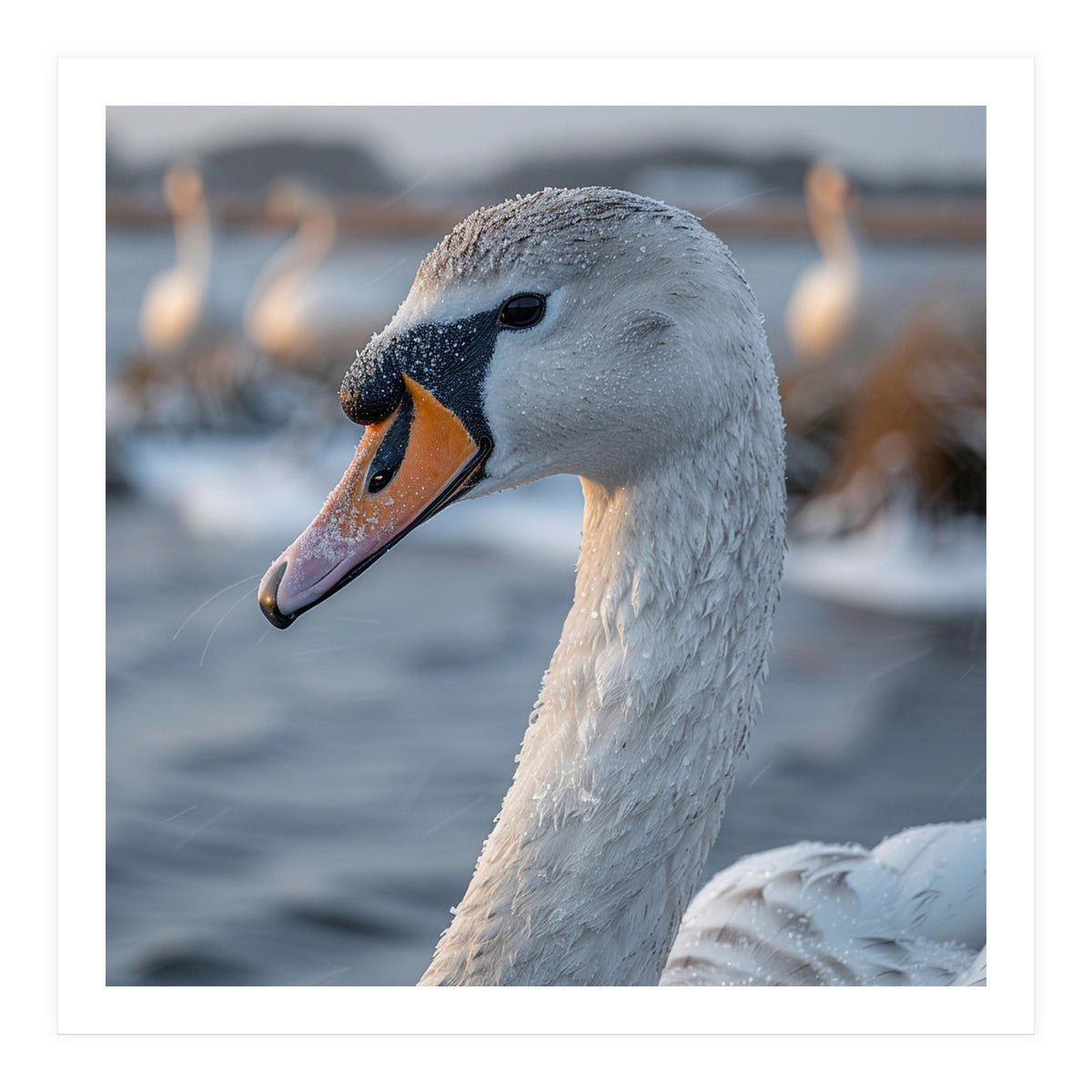 Majestic Swan Portrait In Snowy Waters (Print Only)