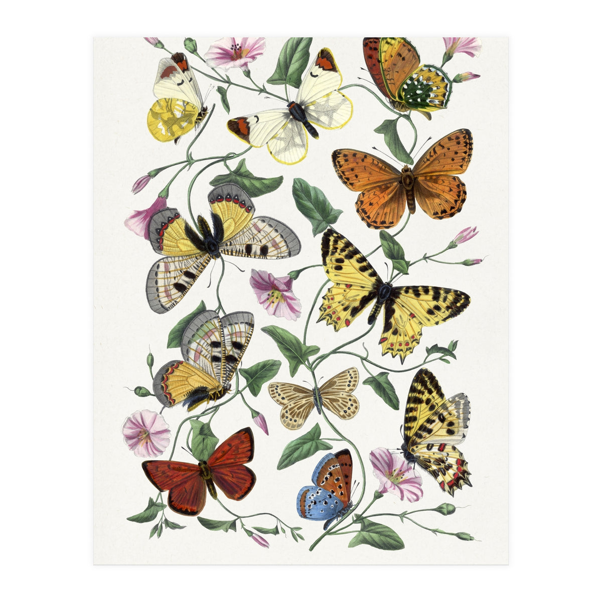 Paul Gervais – Butterfly and Moth Natural History Illustration (1842) (Print Only)