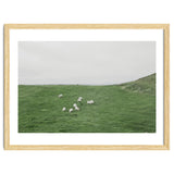 A flock of Sheep in the Green Hill - Iceland thumbnail