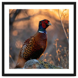 Pheasant Bird Standing On Rock Sunrise Light thumbnail