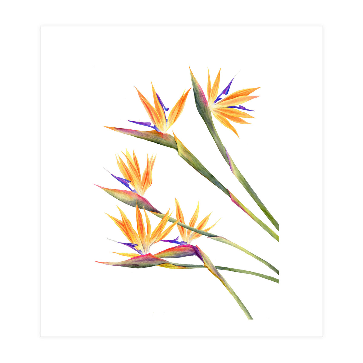 Strelitzien (Print Only)