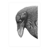 Huginn (Print Only) thumbnail