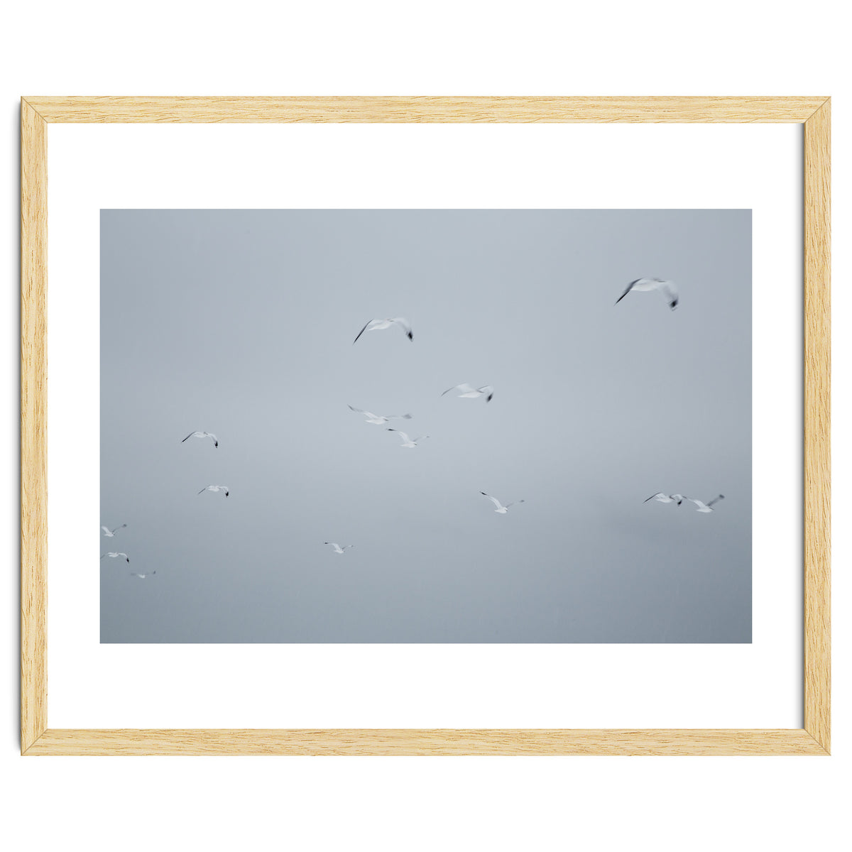 Flying seagulls in the winter sky