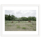 Cows in the farm thumbnail