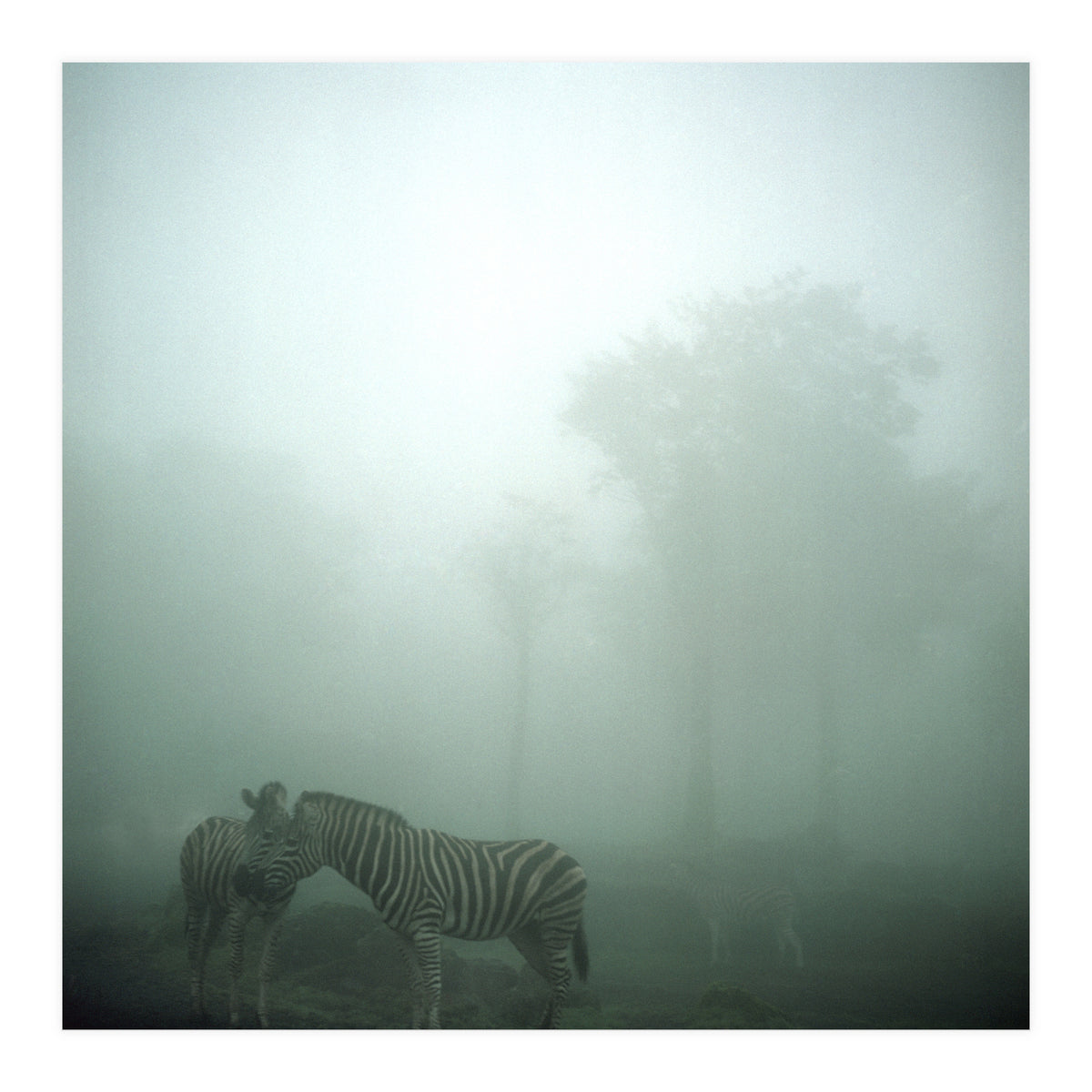 Silence of breath - 15 (Print Only)