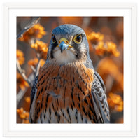 Close Up Of A Kestrel Bird Of Prey