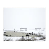 Blackbirds surrounding a frozen pond in winter (Print Only) thumbnail