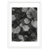 Hydrangeas | Black & White Portrait thumbnail