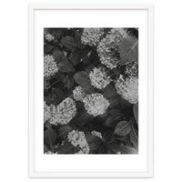 Hydrangeas | Black & White Portrait