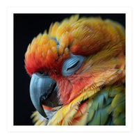 Close Up Of A Sleeping Sun Conure Parrot (Print Only)