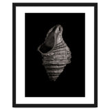 Shells No 2 thumbnail