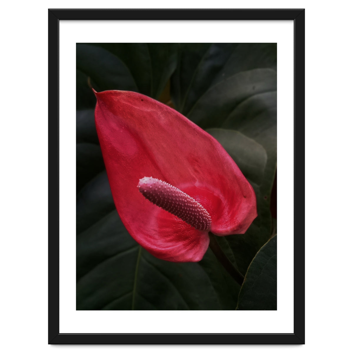 Red Anthurium Flower