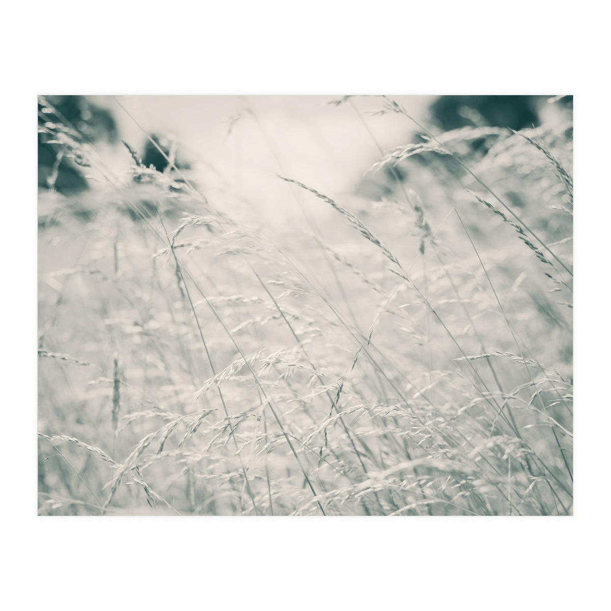 Walking Through Long Grass (Print Only)